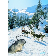 Marmotte et chiens de traineau 